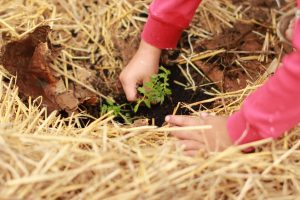 Hand reaching down into the soil to tend to a small, growing plant. Signifying the nurture that it takes to listen to the right opinions and disregard those that aren't valuable opinions.