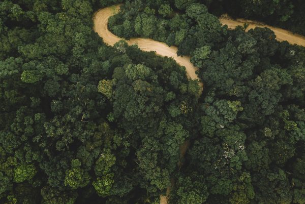 Picture of Honduras Forest scape from above with a winding dirt road